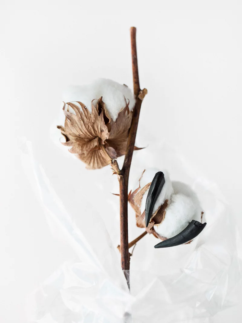 especes jewellery